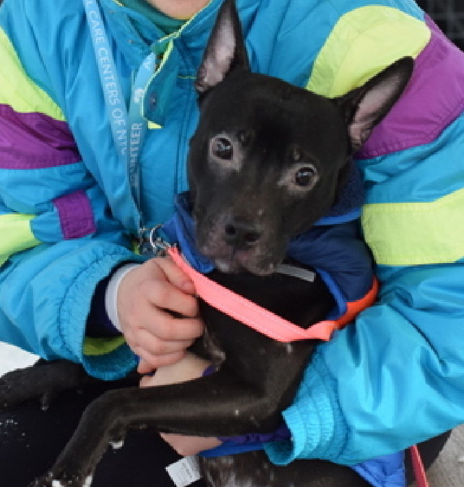 NMBewitched's tweet image. #HappyNewYear 

Good Morning from Raisinet
Wishes you all the best in 2026 
 
#AdoptMe 
nycacc.app/#/browse/244150 
#HomeforNewYears 

28lbs of ears, dermatitis🚑 &amp;amp; love