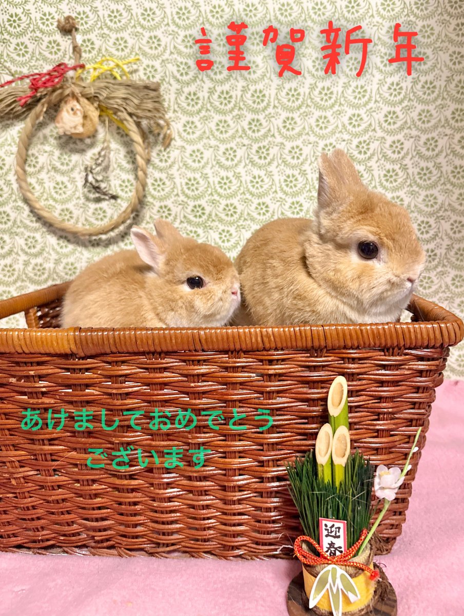 2026年が始まりました‼️
お外から鐘の音ゴーンがこだましております。
本年もうさぎと暮らすをどうぞよろしくお願い申し上げます🤲