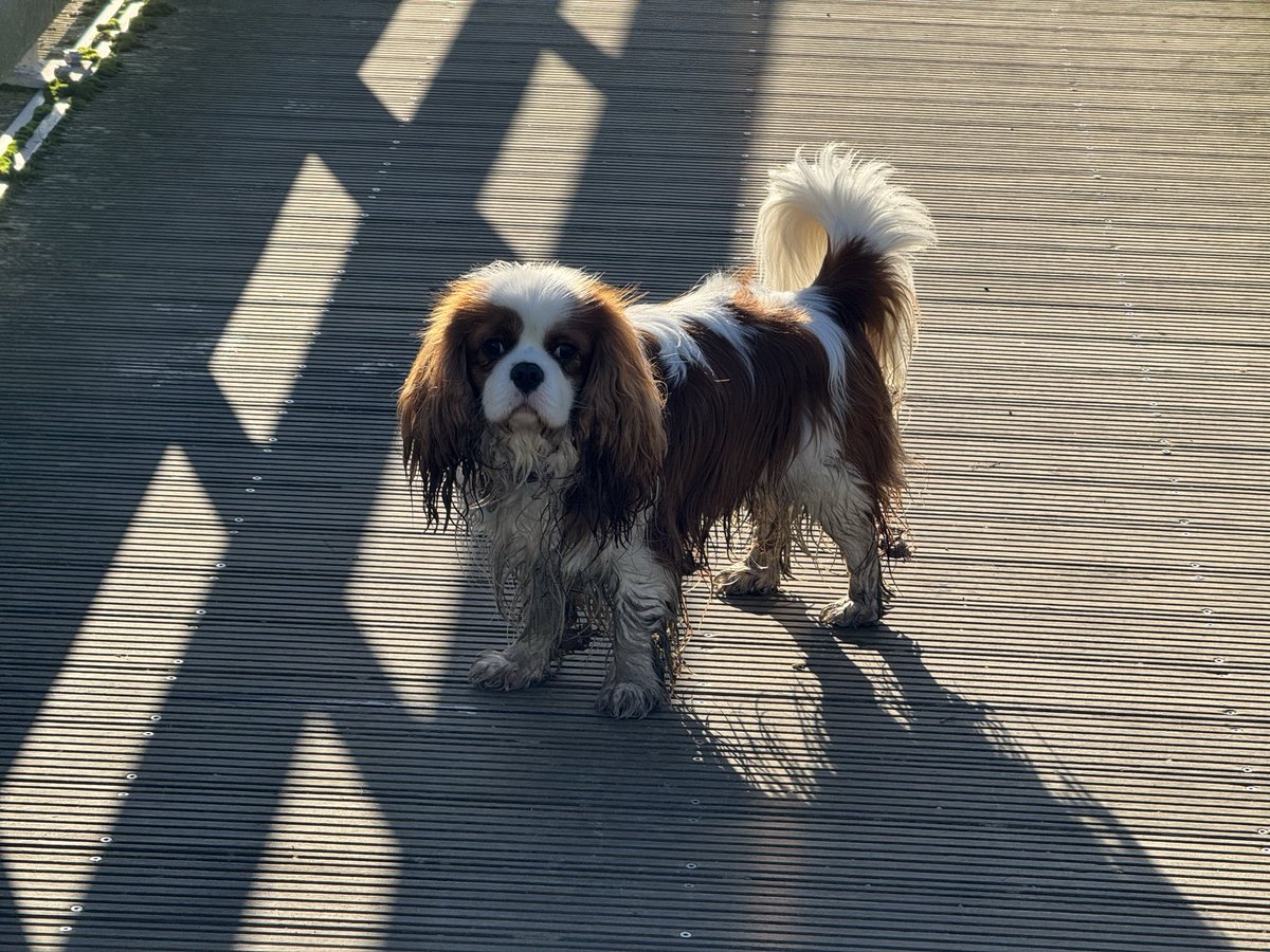 Pascal VIVIER tweet media