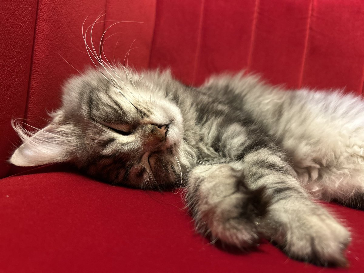 drlauraforrest's tweet photo. 😻Happy 2025 thanks to this new addition to our family❤️ 

Skyla, the silver Siberian kitten 🐈‍⬛ we gave in to the pleas from our children &amp; soon all were smitten 🥰 

She arrived in a storm, distracted us all with new tails to tell 🌈 
Cat therapy + cycle therapy go well 🐈 🚴‍♀️😃 https://t.co/ZJsw7HCliR