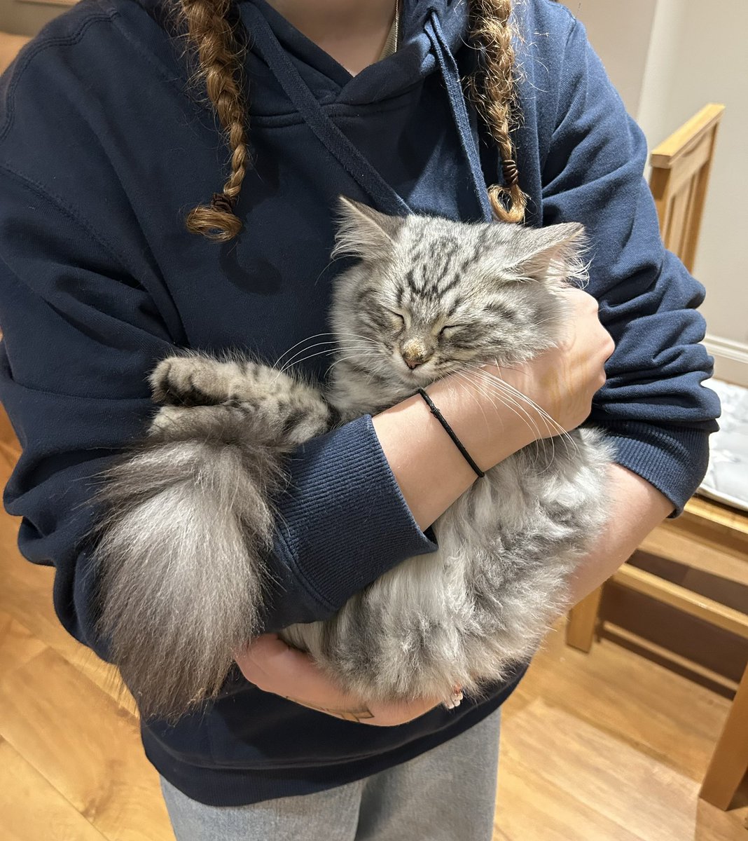 drlauraforrest's tweet photo. 😻Happy 2025 thanks to this new addition to our family❤️ 

Skyla, the silver Siberian kitten 🐈‍⬛ we gave in to the pleas from our children &amp; soon all were smitten 🥰 

She arrived in a storm, distracted us all with new tails to tell 🌈 
Cat therapy + cycle therapy go well 🐈 🚴‍♀️😃 https://t.co/ZJsw7HCliR