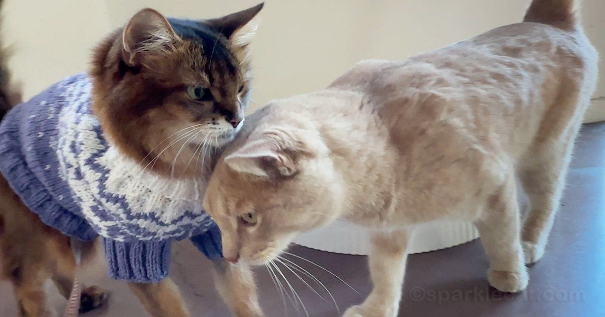sparklecat's tweet photo. If you're wondering why you haven't seen the peach kitty in a while, it's been raining! But there was a pause in the storms, so we got to see each other. You can see our visit here: https://t.co/HsMnekcJJR #catfriends #catlovers https://t.co/rbddlG5zdb