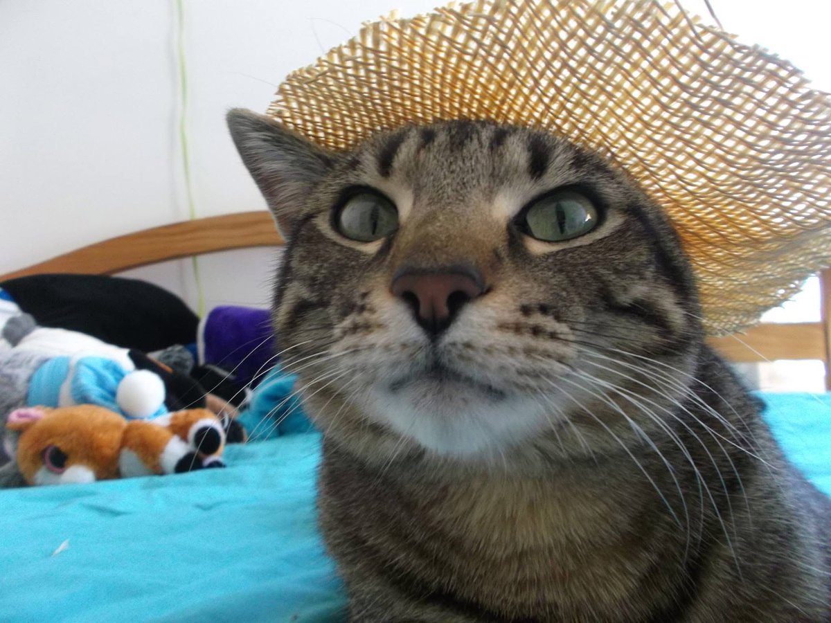 Slushhorse's tweet image. My sweet babies cremation took most our savings, id love to do some commissions so recoup some funds ❤️

🔗 in b10