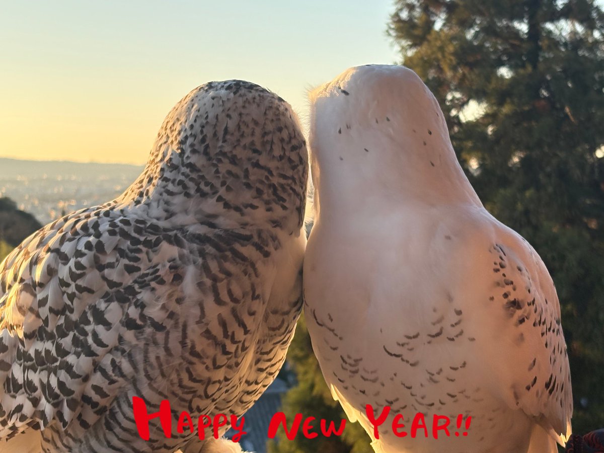 May the gentle light of hope illuminate your path
Happy New Year 2026

#HappyNewYear #謹賀新年 #あけましておめでとうございます #シロフクロウ #snowyowl #owlstagram #SnowOwl