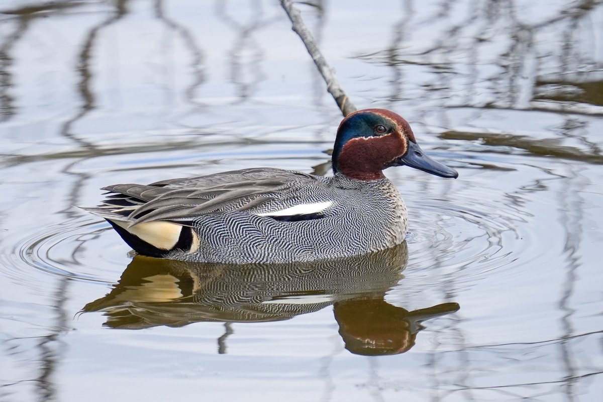 simiwa's tweet image. あけおめです！
アイドルとか野球とか車とか撮って遊びましょう！