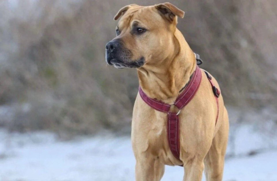 Johnny F Kroneld tweet media