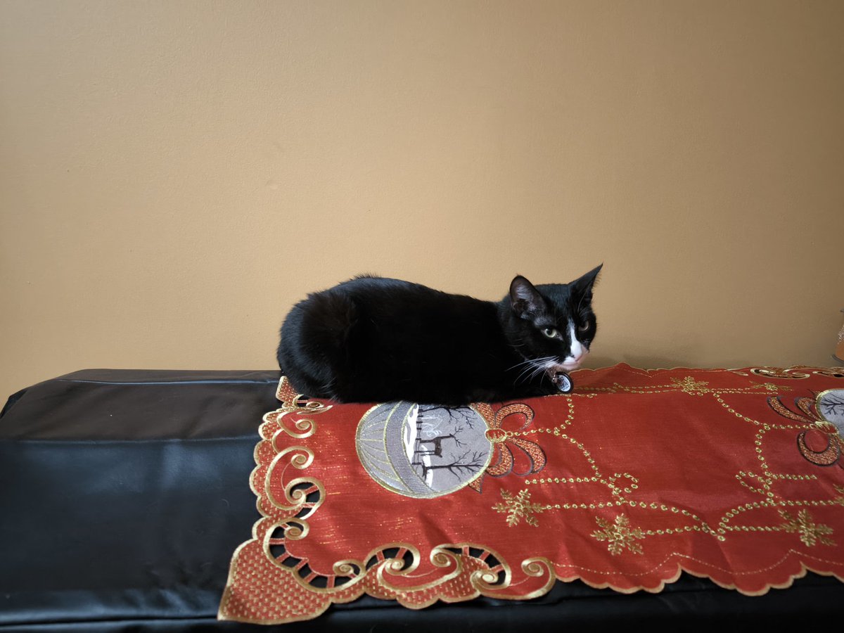 Я тоже подведу итоги года,  раз так принято. 
• Пошла работать по специальности в команду
• ушла из команды,  но осталась в клубе
• познакомилась с замечательными людьми
• начала читать много книг (количество не считала) 
• взяли третью кошечку (на фото). 
Неплохо,  короче