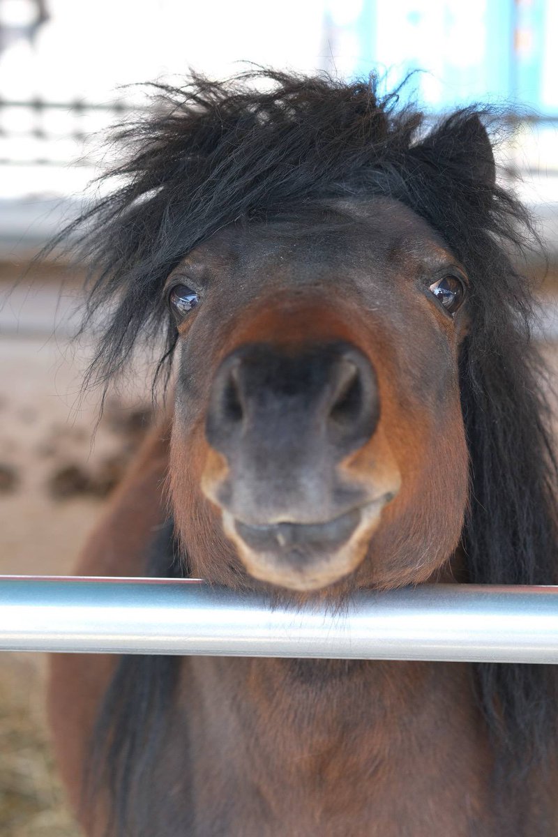 あけましておめでとうございます。
昨年は大変お世話になりありがとうございました。

追っても追っても近づけない生き物の美しさ。目に見えない美しさもあるような気がして試行錯誤を続けています。

引き続き精進して参りますので、今年もよろしくお願いいたします。

2026年元旦　Yuko Furukawa