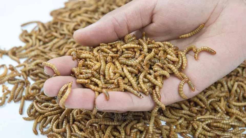 Pirat_Nation's tweet photo. Europe's largest insect farm goes bankrupt despite receiving almost €200 million in public money.

The French company Ÿnsect has declared bankruptcy and entered judicial liquidation. The project had been presented as a key piece in the transformation of the European food system. https://t.co/IiDEXTkQI1