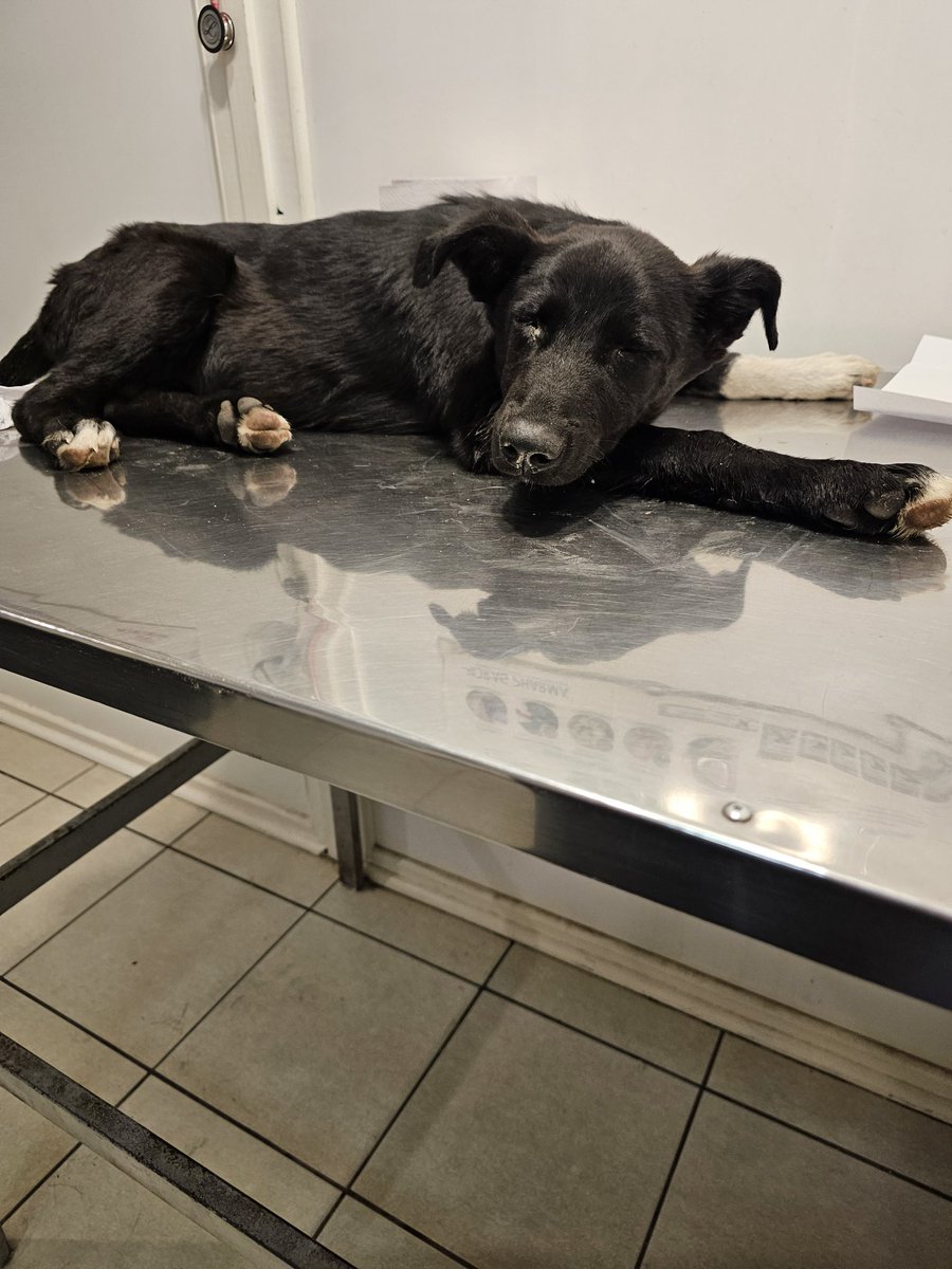 Solange Palacios 🐾💕 tweet media