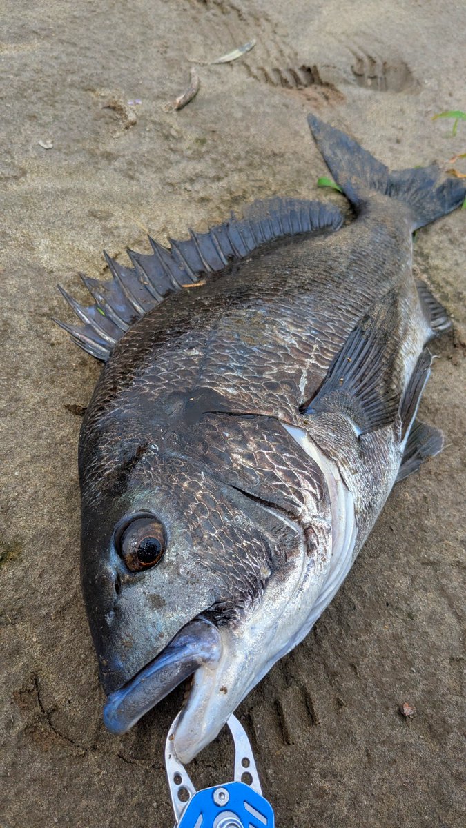 ryuver's tweet photo. 遅れたけど、2025年いい年でした。たくさん釣り遠征に行けたのと色んな魚種が釣れたので！石垣、宮古、茨城、新潟、宮崎、鹿児島。クロダイ、シーバス、ヒラメ、オオクチユゴイ、オオウナギ、コウライオヤニラミ、シナイモツゴ、タイリクバラタナゴなど、40種近く釣ったと思う。今年も楽しみだなぁ。 https://t.co/6RPikUKVRu