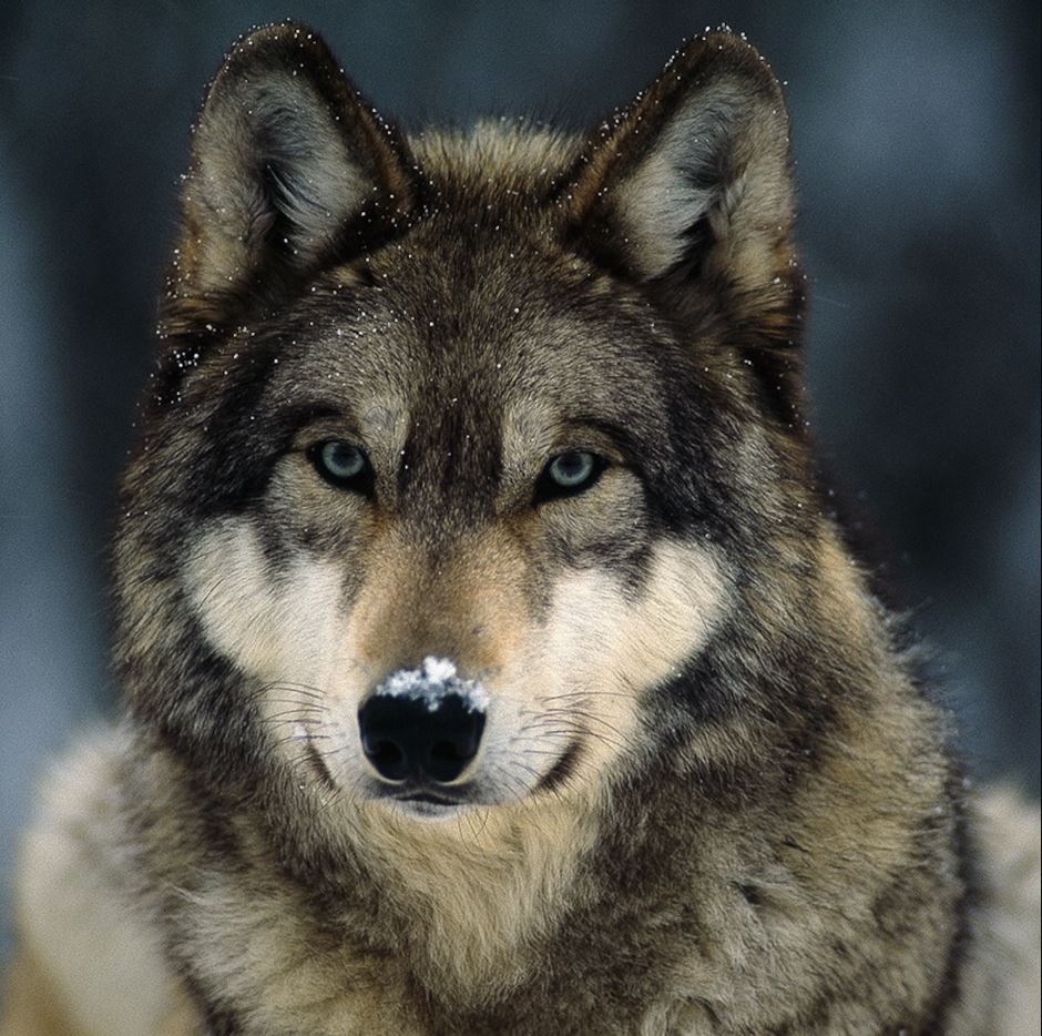 MAVERIC68078049's tweet image. WOLF
- Never eats carcass
- Mates only with one partner, doesn't mate with his mother or sister like many other animals,
- They are very territorial and will defend their territory from other predators.
- Is the only animal that helps its parents in their old age by bringing them…
