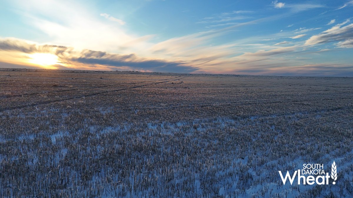 SD Wheat  tweet media