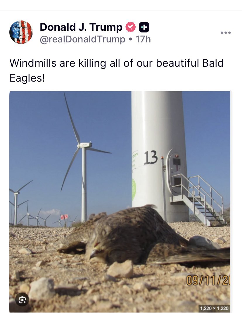 Fuckface isn’t even trying anymore.  

This is a falcon, not a bald eagle.  

It’s also in Israel in 2017.