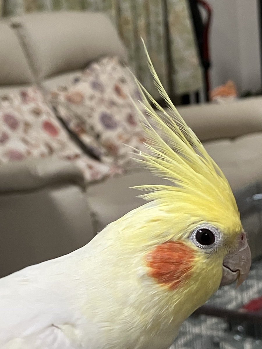 NotenPaira's tweet photo. #迷子鳥
#オカメインコ
#ロスト
#捜索中

ピーコという名前のオカメインコを探しています。

2025年3月31日
秋田県横手市にてロスト。

もし、近辺で近い日付に鳥を保護した方がいらっしゃればご連絡いただけると幸いです。

お電話の方はこちらまで。
横手警察署→0182-32-2250 https://t.co/G0k4kEQSJG