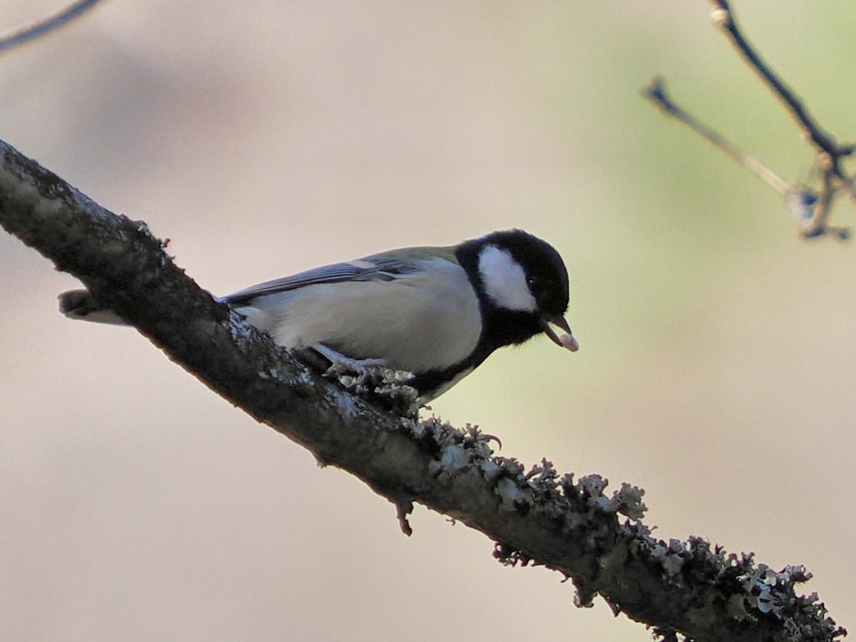 さて、ようやく野鳥写真256+128GBを2日で満杯にした11000枚以上の写真