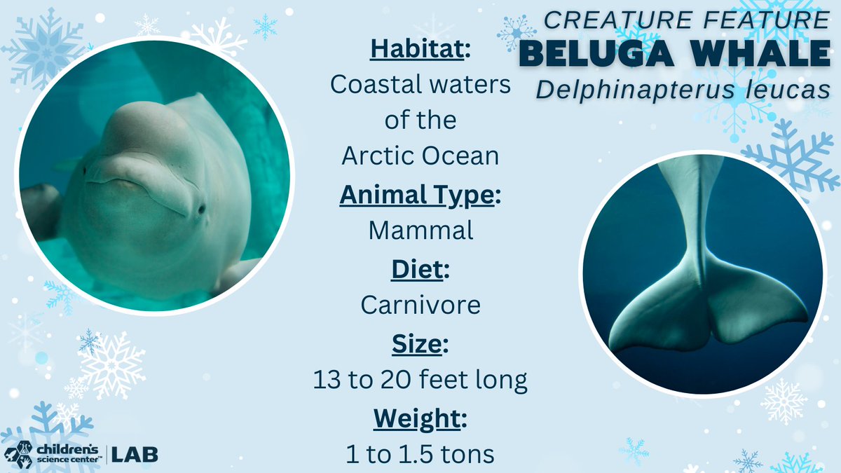 The beluga whale lives in coastal areas of the Arctic Ocean. Since much of  the Arctic Ocean freezes every winter, most beluga whales will migrate  south to slightly warmer waters, in part, image size:1200x675