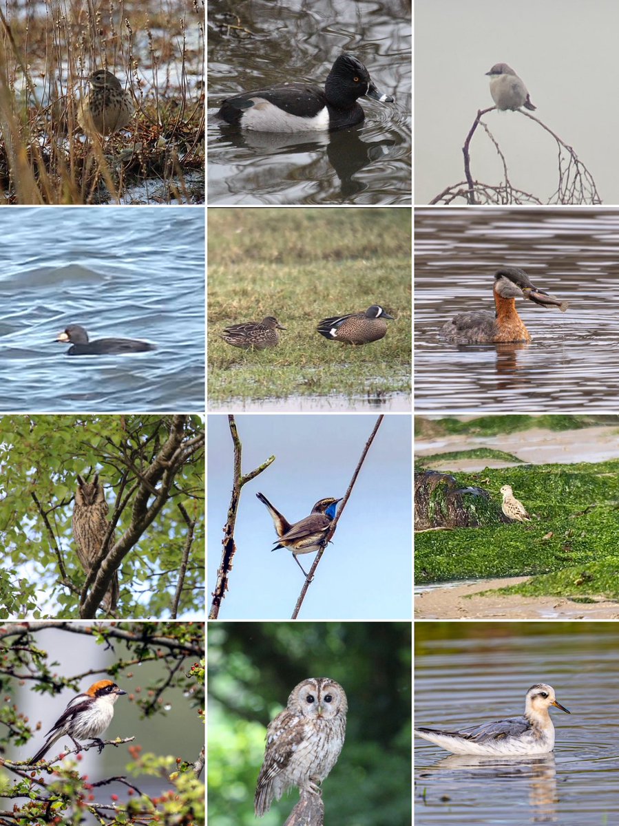 Marcus W tweet media