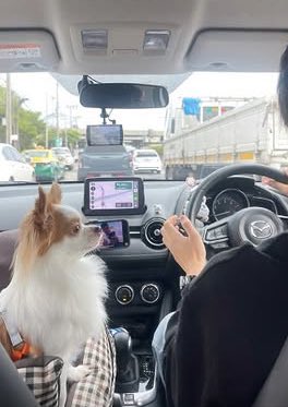 n0rn0r____'s tweet image. เก้อเกาะไหล่ดูพิ่ตุ้ย ส่วนอ้อนจ้องพิ่ตุ้ยขับรถ
อ่ยน่ารักจังงง🥺🤏🏻✨