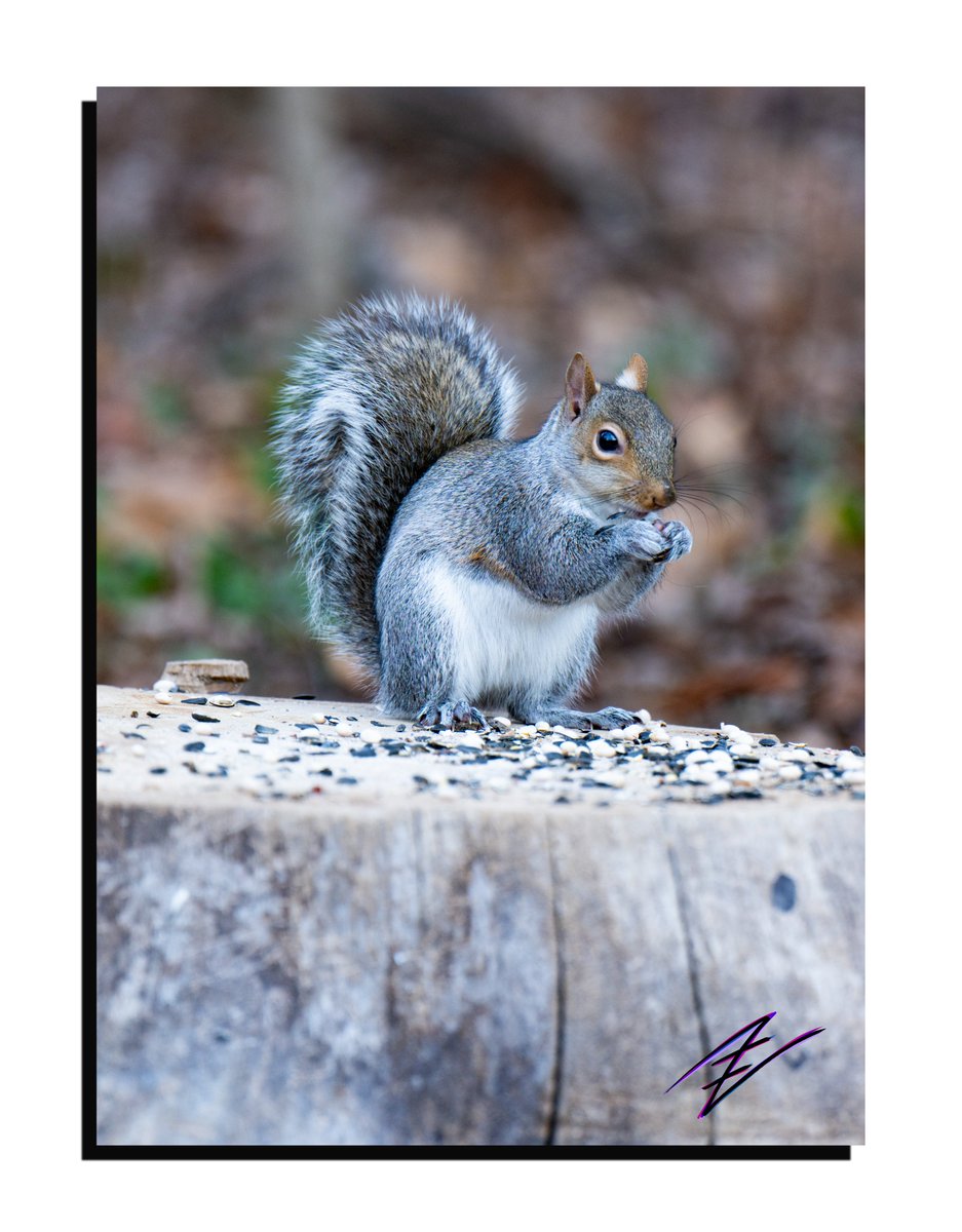 Intellectual Nebula Media tweet media