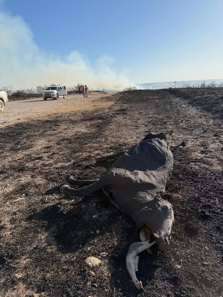 NerinaNeumann's tweet image. Mi solidaridad con las familias de Puan y Villarino por los incendios que siguen afectando la producción.
Gracias a cada bombero/a voluntario/a, a Defensa Civil y a los equipos municipales que hace días están en la primera línea.
Cuando pase la emergencia, es necesario que…