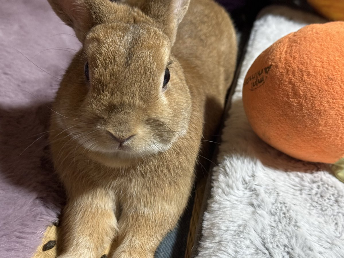 あけました！おめでとうございます！
去年はお世話になりました！
今年はもっと頑張りますので色々おつきあい宜しくお願い致します🙇🙇🙇
実家のうさぎを添えて