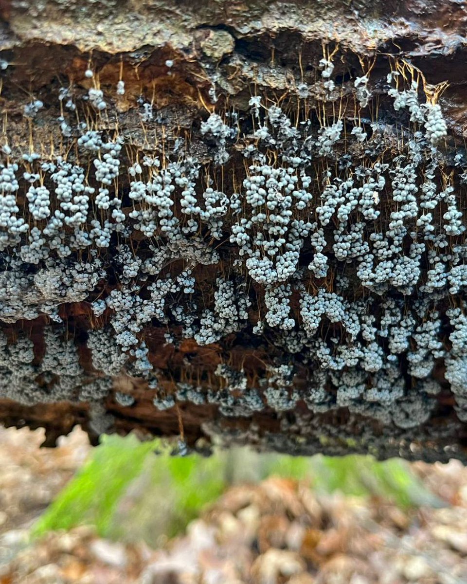 Highgate Wood tweet media