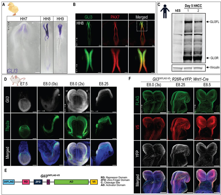 LabWaggoner's tweet photo. Congrats Simon Han @CincyMSTP @DSRMCincy in @BrugmannLab on your publication @CincyResearch 

A dual role for GLI3 signaling in neural crest development
https://t.co/vawsIhy5ob https://t.co/4yAm0gx3XO