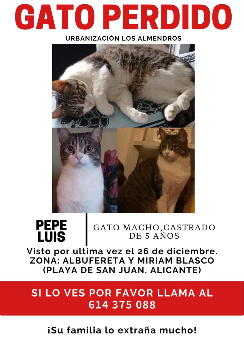 GATO PERDIDO EN PLAYA SAN JUAN (ALICANTE)