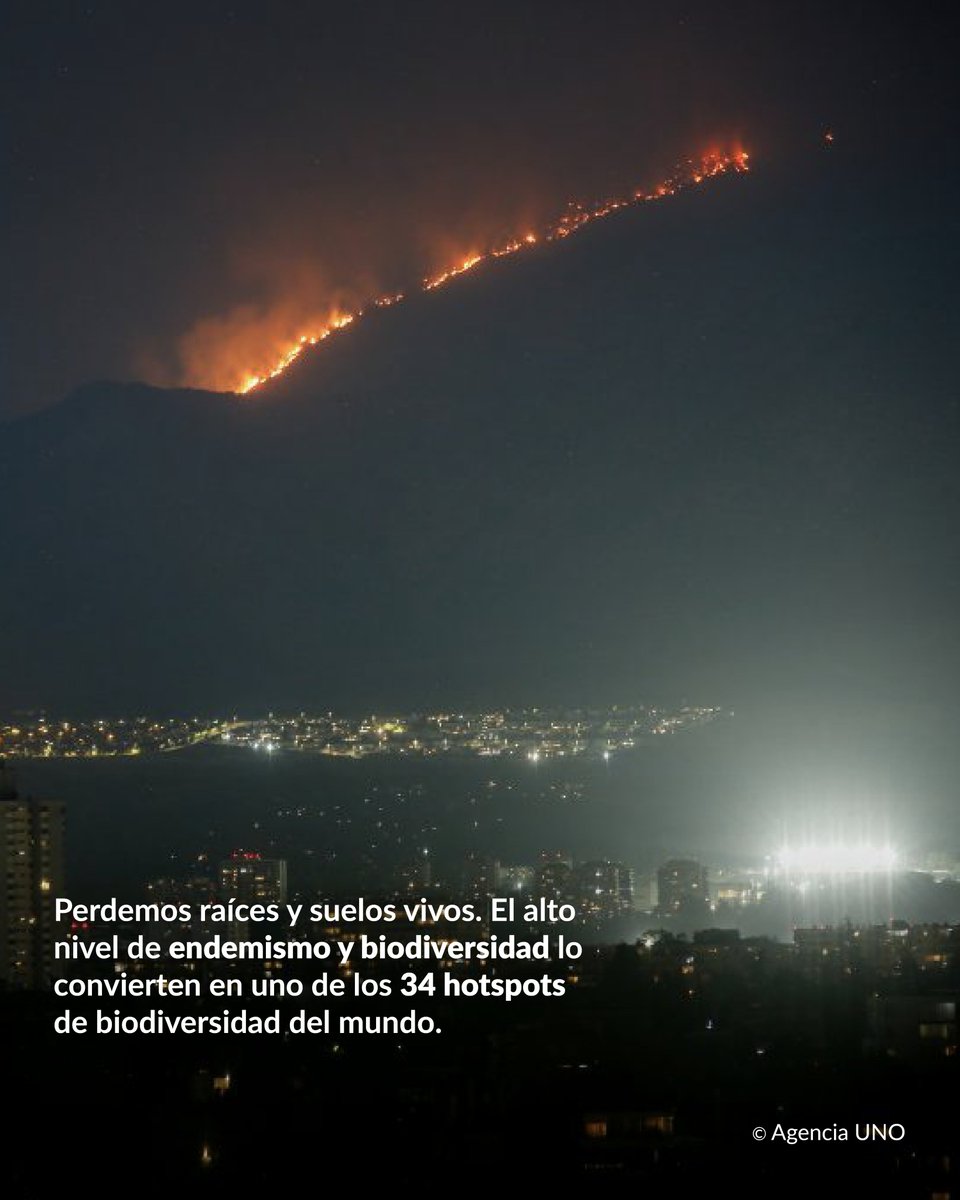 Reforestemos_'s tweet photo. Más de 800 hectáreas ya han sido consumidas por el incendio forestal que afecta al sector de San Carlos de Apoquindo 🙏🏽

Aquí no solo arde un cerro. Está en juego un ecosistema completo. https://t.co/beJcSR4uah