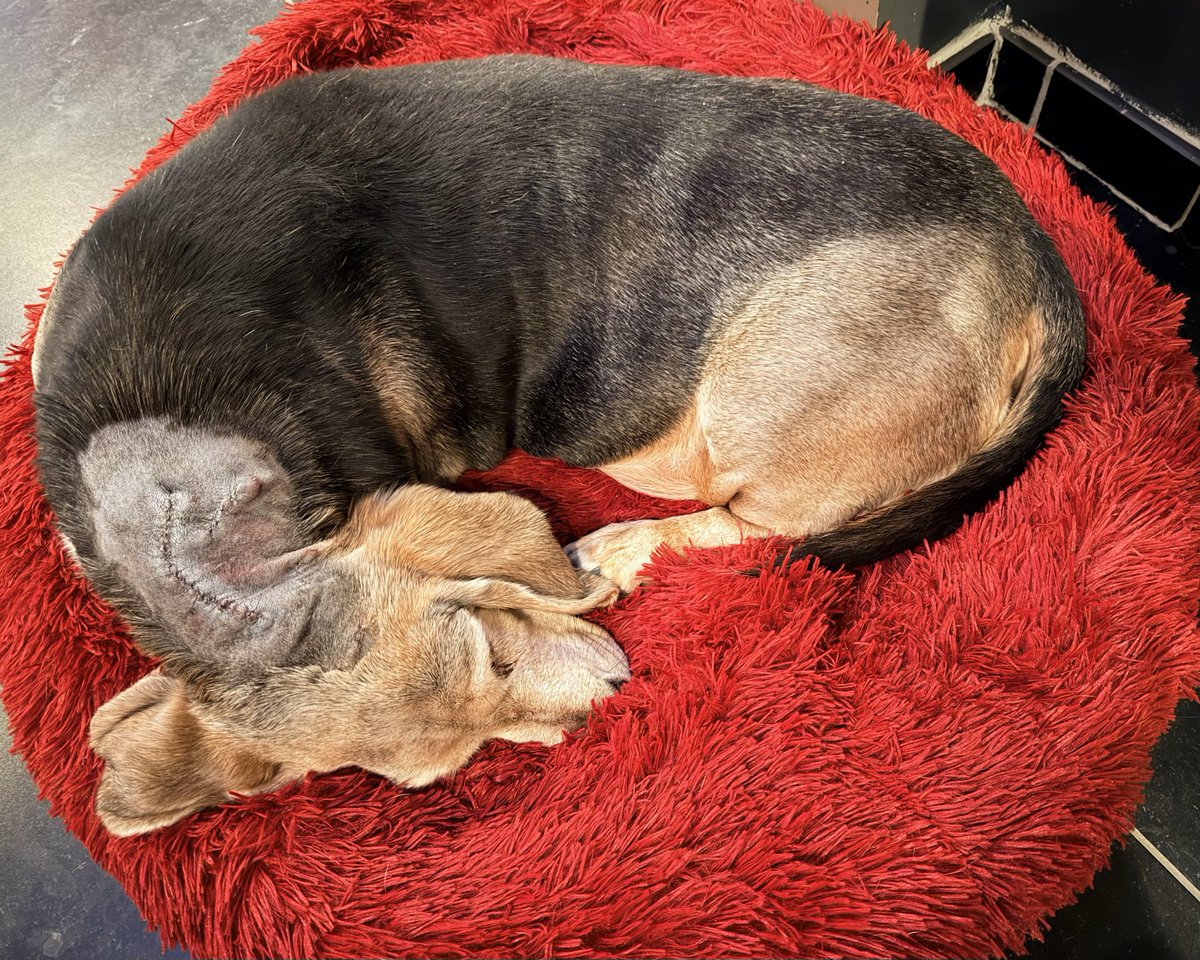 Ilse_Degreef's tweet photo. #Droepie kreeg groot onderhoud. We houden het rustig vanavond ๐
Hopelijk was het geen K - afwachten ๐ค๐ป๐ค๐ป๐ค๐ป
Fijn Eindejaar! Geniet ervan, hou het veilig en op naar een mooi 2026!
๐๐๐ https://t.co/4C63IMl58X