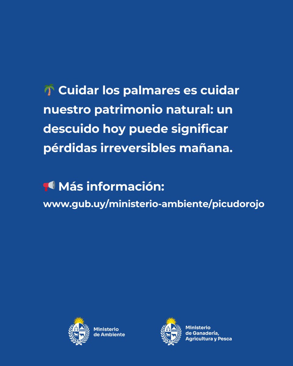 🚨 Alerta Picudo Rojo.

❕ Con la llegada de la época de mayor movimiento por el país, es clave extremar cuidados para evitar la expansión del #picudorojo, una plaga que destruye #palmeras, especialmente en los departamentos de Rocha y Paysandú.

🙌🏽 Entre todos podemos frenar la