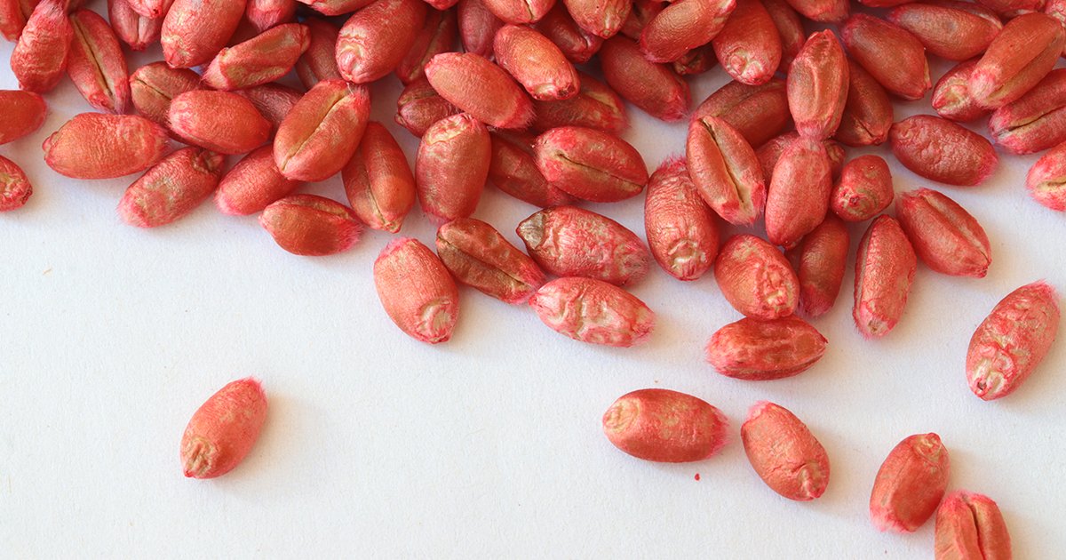 Prairie CCA tweet media