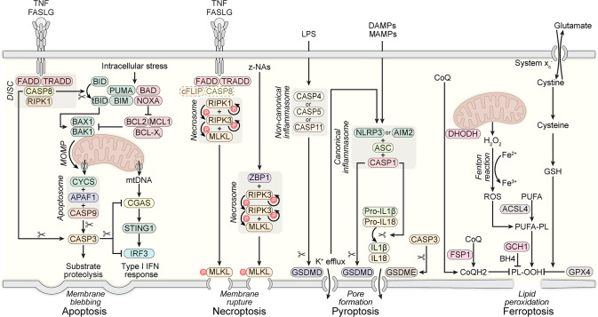 Lorenzo Galluzzi tweet media
