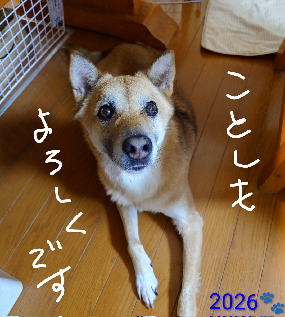 yellow003sub's tweet photo. あけましておめでとうございます～！ https://t.co/V74cGPdMTo