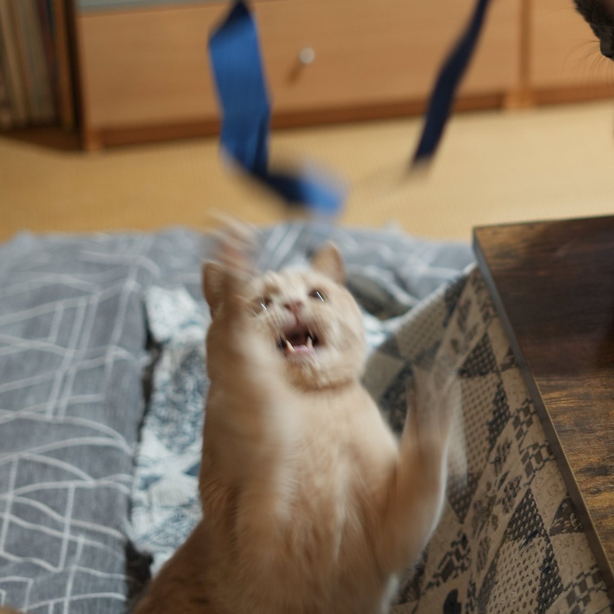 新年あけましておめでとうございます🎉