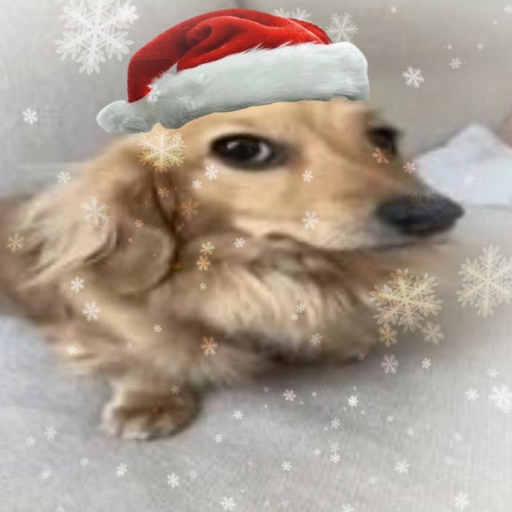 •Дансен• мини-рест tweet media