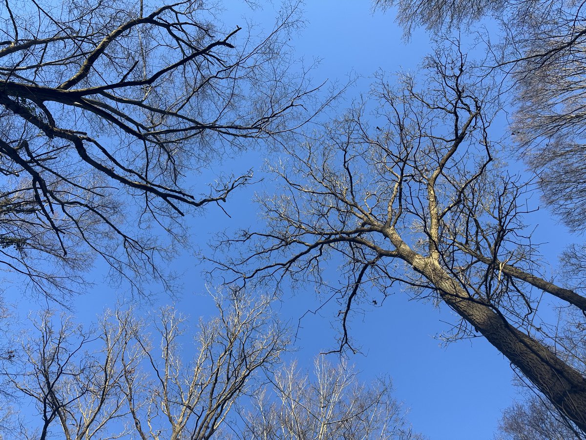Forêt St Germain -France
Promenade ✍️