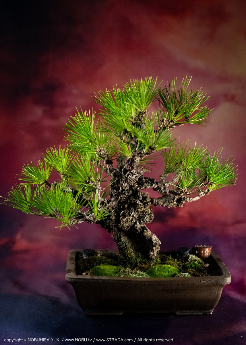 NOBU (@NOBU_tv) / Posts / X