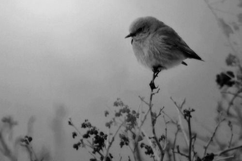 Raskolnikovsair's tweet image. "Garibin küsmesi de
kendinedir."