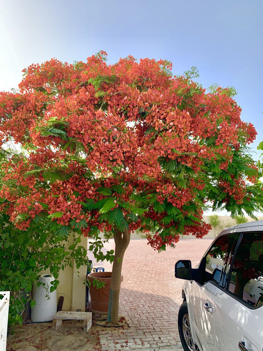 karemhamd92's tweet photo. إن لم تزرع شجرة البونسيانا،
فلا تسأل عن الجمال 🌺 

#السعودية_الخضراء 🍃 https://t.co/1VPLA21fYY