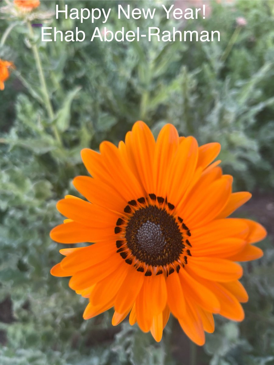 Ehab Abdel-Rahman (@ehab_arahman) on Twitter photo 