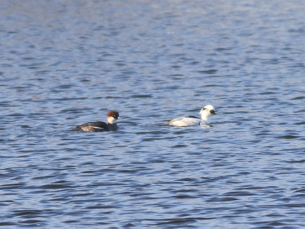 Alan_HP_Notts tweet media