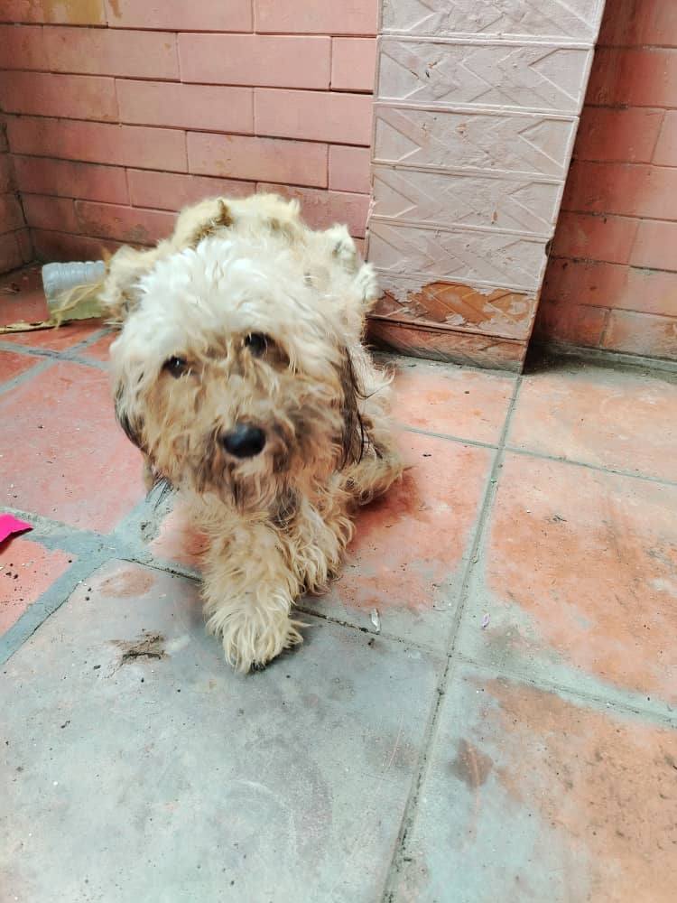 Caso de Terceros ECITA PIEDAD POR FAVOR 
Perrita poodle pequeña abandonada, la chica q la rescato no puede tenerla, urge resguardo para luego dar en adopcion, es cariñosa y tranquila, ubicada en el Cementerio, Contacto: llamadas 0412-8305225, WhatsApp 0416-9203477. Gracias