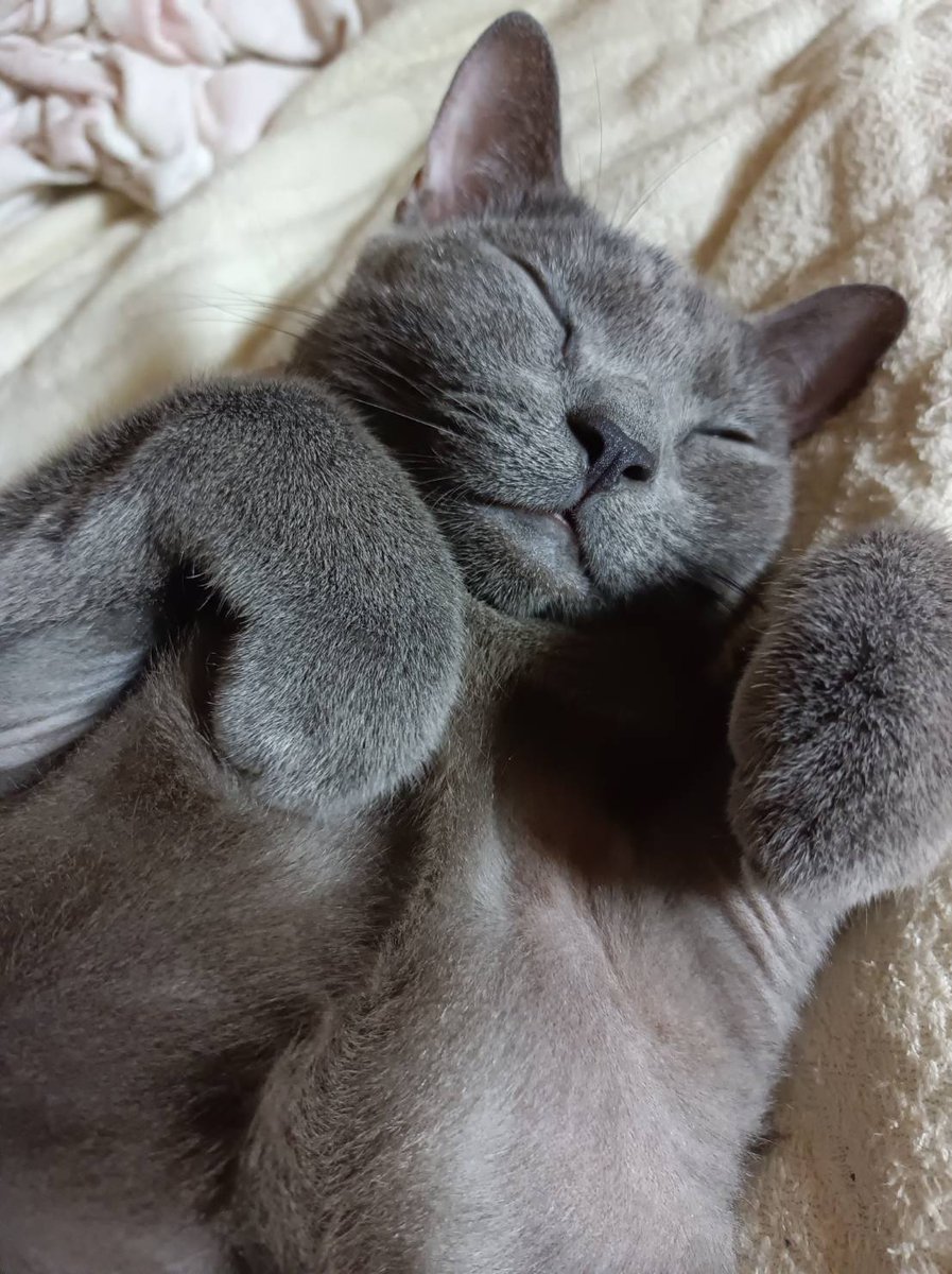 zero7652's tweet image. ✨🎍 🐎ʜᴀᴘᴘʏ ɴᴇᴡ ʏᴇᴀʀ 🐎🎍✨
今年もロシ共々宜しくお願い致します🙇🐾🐈‍⬛