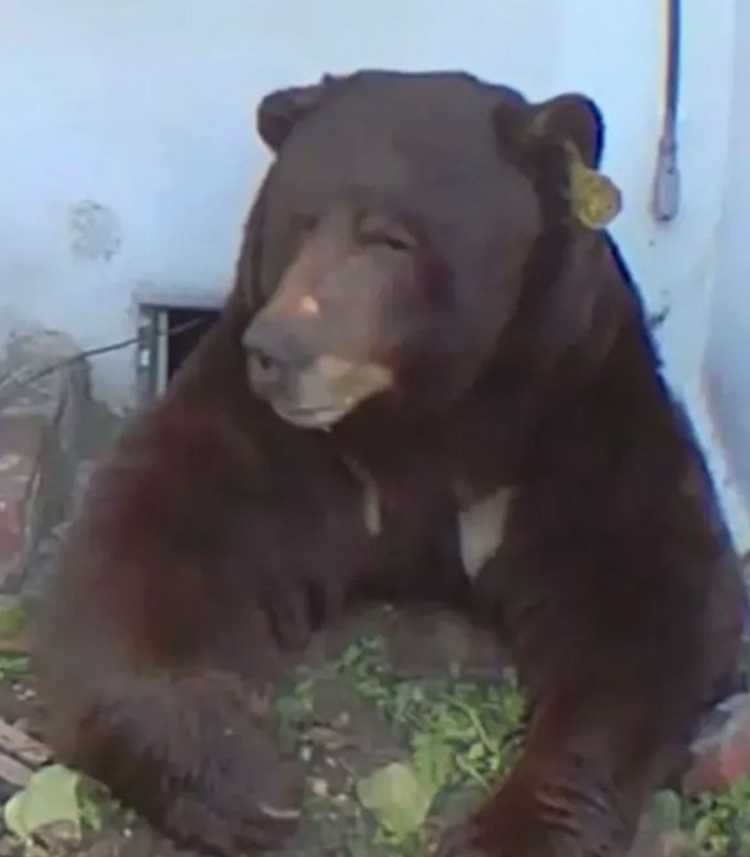 Dexerto's tweet image. A 550-pound black bear has been living under a man's home in California for over a month, evading authorities

"I don't know how it got under there. It must be a contortionist. This thing is so big its stomach touches the ground"