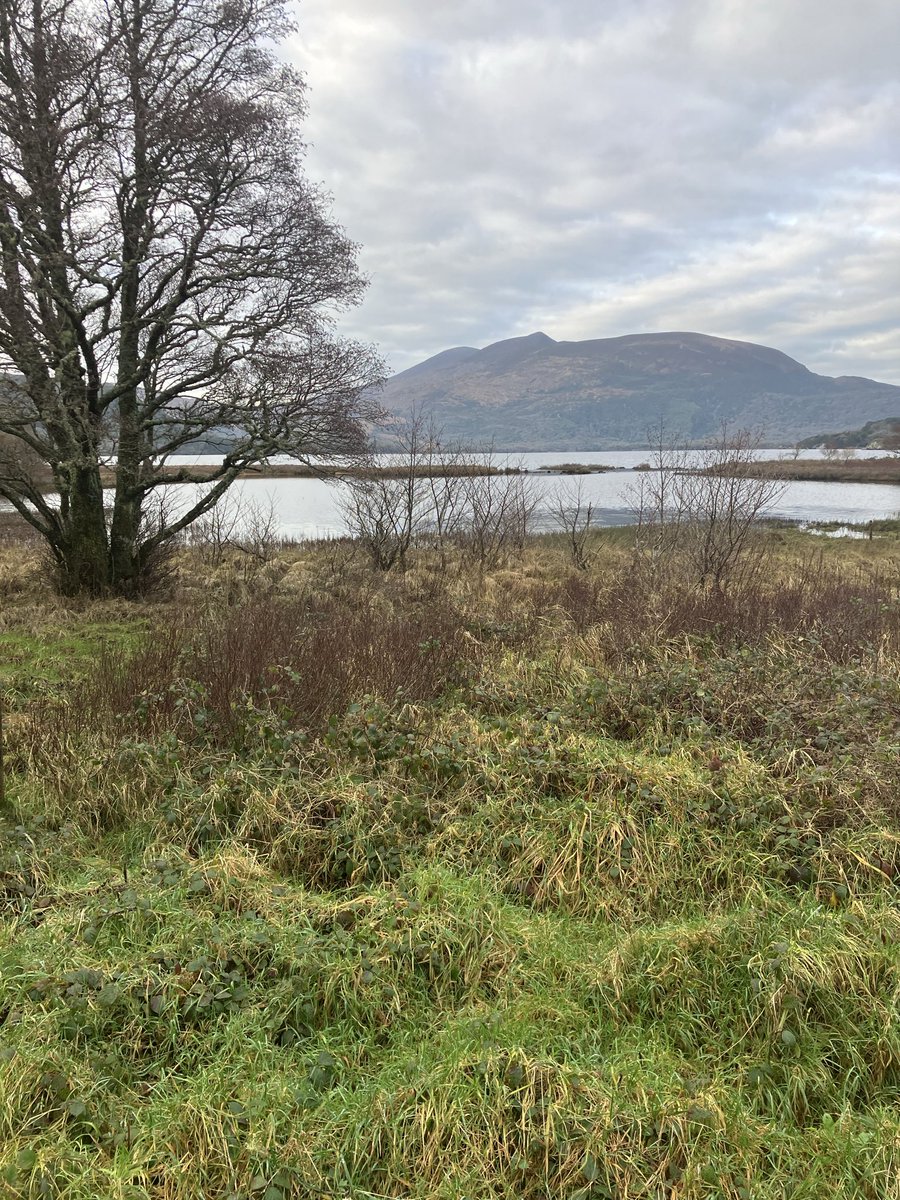 Mortimer Murphy(Murt) tweet media