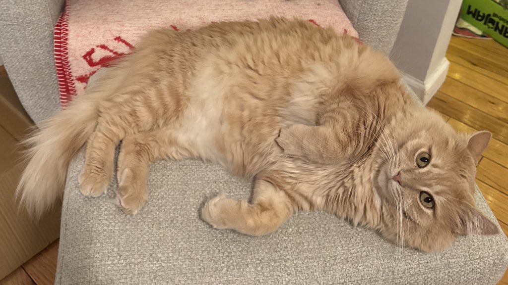 Ariel Givner tweet media