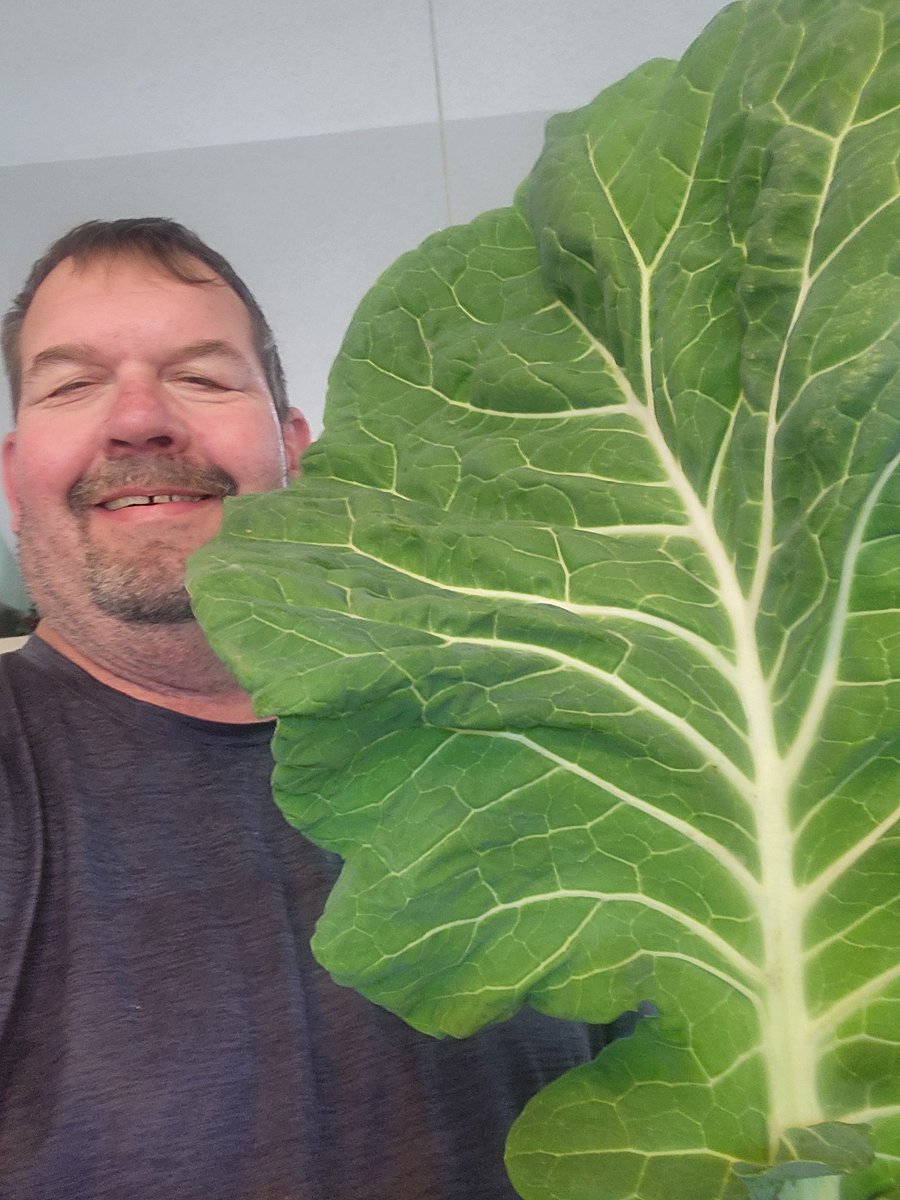Got my collards for tomorrow. #WTF biggest collards leafs I've ever seen.  #HappyNewYear to everyone. Hope 2026 brings much happiness and love to you all.