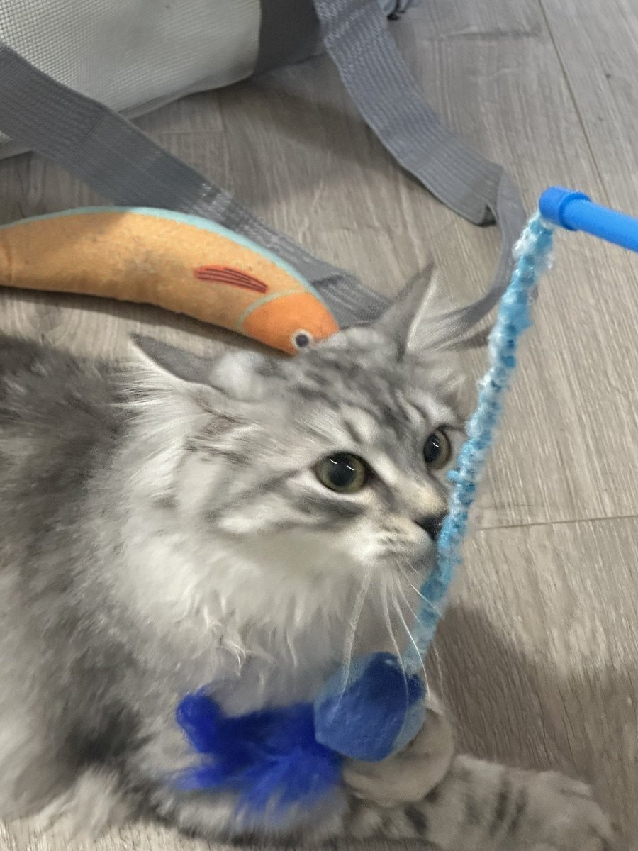 Night丶末落 tweet media